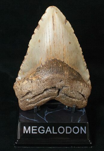 Giant Megalodon Tooth - North Carolina #15745